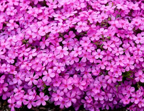 Euphorbia Polychroma, Starry Flowers, Phlox Subulata, Flower Borders, Creeping Phlox, Alpine Plants, Blue Garden, Late Spring, Attract Butterflies