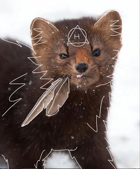 Ferret Therian Mask, Therian Doodles, Therian Pfp, Therian Stuff, Therian Mask, Cute Ferrets, Maybe In Another Life, Getting To Know Someone, Cat Mask