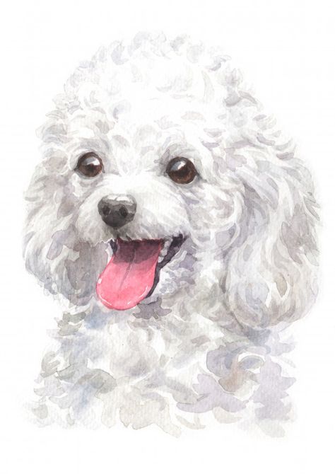 Watercolor painting of poodle Premium Photo | Premium Photo #Freepik #photo #background #watercolor #dog #animal Corgi Poodle, White Toy Poodle, Poodle Drawing, Poodle Toy, White Poodle, Norwich Terrier, 강아지 그림, Miniature Dachshund, Arte Inspo