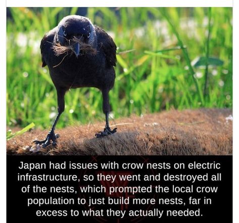 Crow Woman, Funny Kanye West, Crows And Ravens, Crow's Nest, Amazing Birds, Wow Facts, Crows Ravens, Cool Facts, Animal Facts