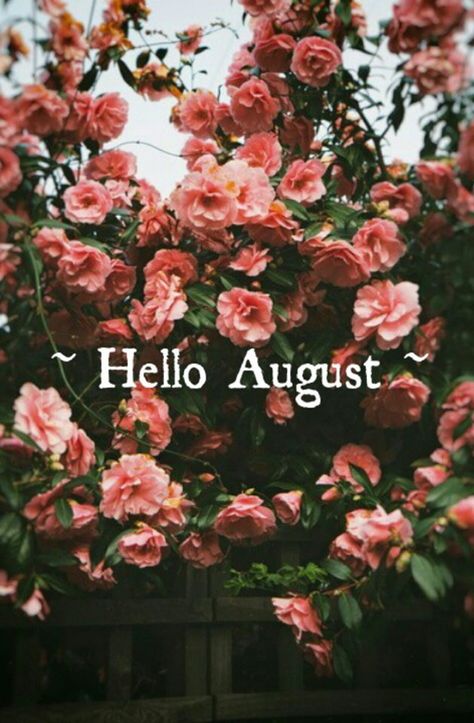 Hello August Quotes, Welcome August Quotes, August Hello, August Pictures, Welcome August, August Quotes, Hello August, Tumblr, Twitter