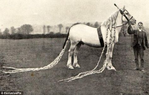 He was a Percheron horse named Prince Imperial. His forelock (at 7 ft) and longest mane (at 9 ft 10 inches) in the world, the mane later being described as 14 ft 3 inches at its longest. Horse Braids, Rare Horse Breeds, Horse Braiding, Rare Horses, Horse Mane, Draft Horse, Horse Tail, Most Beautiful Horses, Most Beautiful Animals