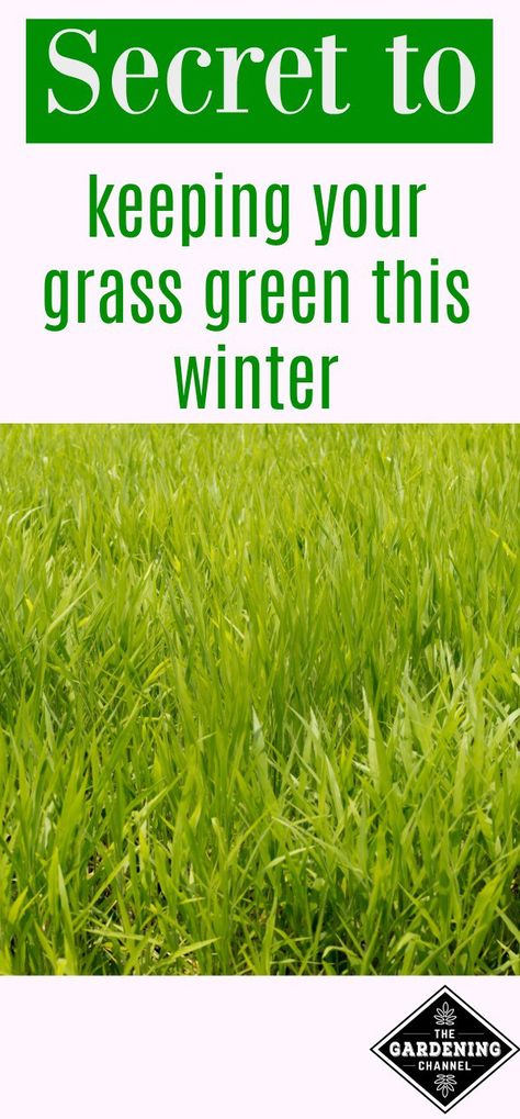 Are you tired of having brown grass all winter?  Try this strategy to keep your lawn in the green. Reseeding Lawn, Overseeding Lawn, Rye Grass, Pergola Pictures, Aerate Lawn, Lawn Care Tips, Lawn Maintenance, Green Lawn, Pergola Shade