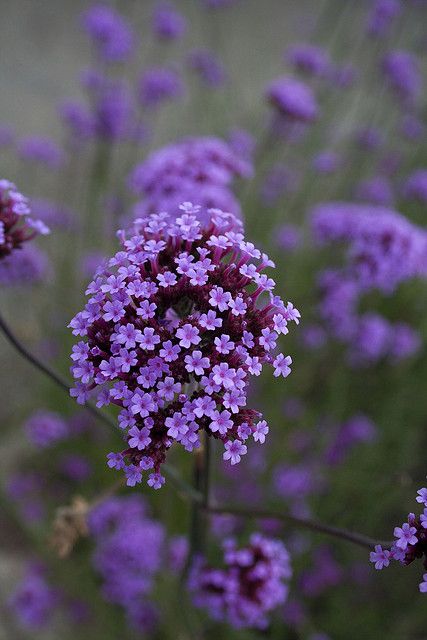 Purple flower by Derek Chaplin.   Such a pretty color and the tiny blooms are so pretty and delicate. Purple Garden, Purple Love, All Things Purple, Beautiful Blooms, Flowers Nature, Shades Of Purple, Small Flowers, Amazing Flowers, Love Flowers