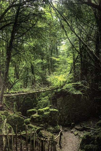 Puzzlewood, Forest of Dean. Tolkien and JK Rowling both got inspiration from here. Truly magical place. Forest Of Dean, Magical Forest, Magical Places, Pretty Places, Oh The Places Youll Go, Tolkien, Beautiful World, In The Middle, Wonders Of The World