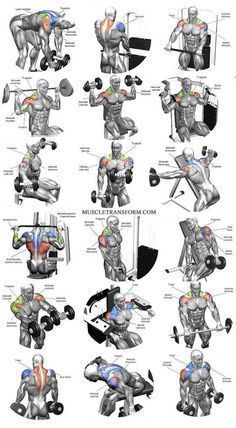 Shoulder Workout Routine, Gym Program, Shoulder Workouts, Best Shoulder Workout, Trening Sztuk Walki, Gym Workout Chart, Workout Routine For Men, Gym Workouts For Men, Muscle Building Workouts