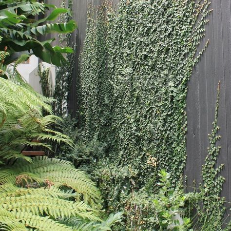 Creeping Vines Wall, Creeping Fig On Fence, Creeping Fig Wall, Creeping Fig Vine, Vines Ideas, Australia Homes, Creeper Plants, Garden Zones, Vine Fence