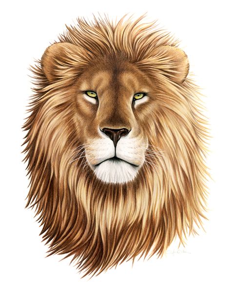 Lion Drawing Simple, Fierce Lion, Wildlife Illustration, Tattoo Lion, Lion Tattoos, Lion Artwork, Lion Drawing, Prismacolor Art, Lion Painting