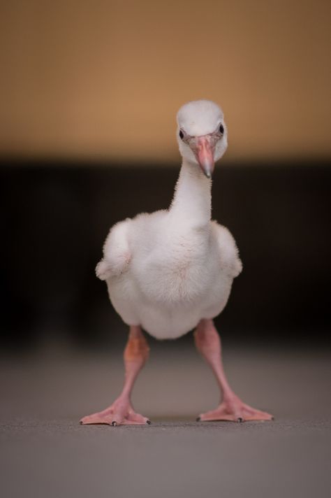 Snake Friends, Greater Flamingo, Flamingo Pictures, Flamingo Tattoo, Let's Flamingle, Chester Zoo, Photo To Art, Flamingo Bird, In The Zoo