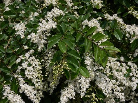 Ligustrum Care: Information On How To Grow Ligustrum Shrubs Wax Leaf Privet, Topiary Forms, Mock Orange Shrub, Shrubs For Landscaping, Fast Growing Shrubs, Landscape Tips, Shrubs For Privacy, Types Of Shrubs, Patio Trees