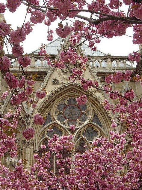 Notre Dame Rosette Window, Window Flowers, Morning Worship, Gothic Window, Church Window, Architecture Nature, Flowering Tree, Rose Window, Easter Morning