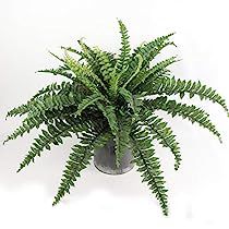 Artificial Plants Indoor, Cemetery Decorations, Boston Fern, Fern Plant, Silk Plants, Fake Plants, Exotic Plants, Faux Plants, Hanging Baskets