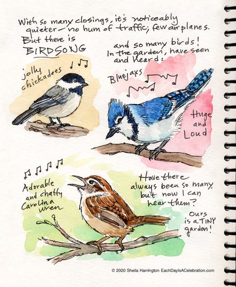 DC – Page 2 – Each Day Is A Celebration Bird Journal Page, Nature Sketchbook Page, Watercolor Nature Journal, Nature Journal Pages, Nature Sketches, Bird Journal, Nature Sketchbook, Wildlife Drawing, Draw Birds