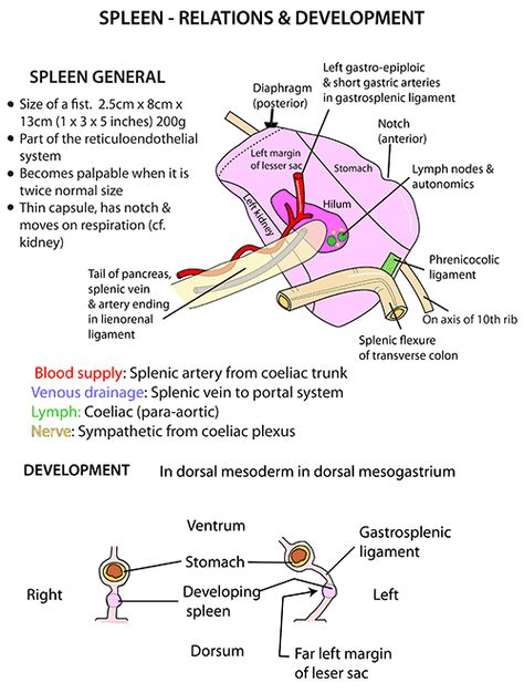 Abdomen Anatomy Medical, Ultrasound Abdomen Anatomy, Spleen Anatomy, Medical Interpreter, Anatomy Of The Body, Nurse Notes, Sonography Student, Anatomy Organs, Ultrasound Sonography