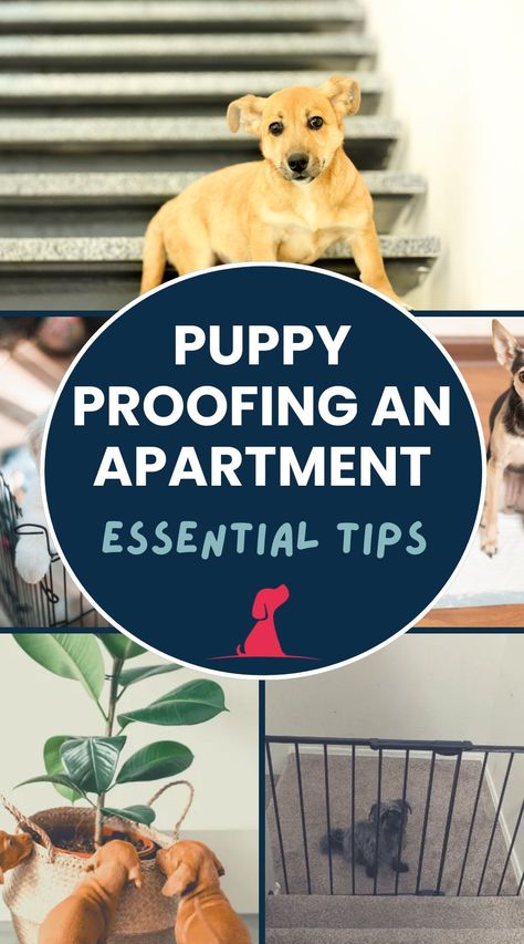 Moving into an apartment with a new puppy? Follow these essential tips to puppy-proof your space and keep them safe. Learn how to make your home a puppy-friendly environment! How To Puppy Proof Your House, Puppy Proofing House, Games For Puppies, Moving Into An Apartment, Dog Car Safety, Puppy Pens, Apartment Dogs, Apartment Guide, Puppy Proofing