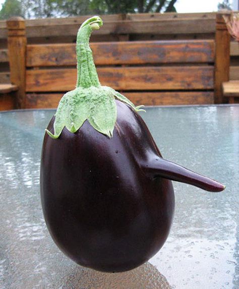 Pinocchio-eggplant Weird Fruit, Funny Vegetables, Different Fruits And Vegetables, Strange Fruit, Matka Natura, Funny Fruit, Different Fruits, Weird Shapes, Exotic Fruit