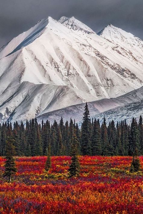 Alaska Winter, Denali National Park, Have Inspiration, Colorful Trees, Alaska Travel, 판타지 아트, Alam Yang Indah, Pine Trees, Amazing Nature