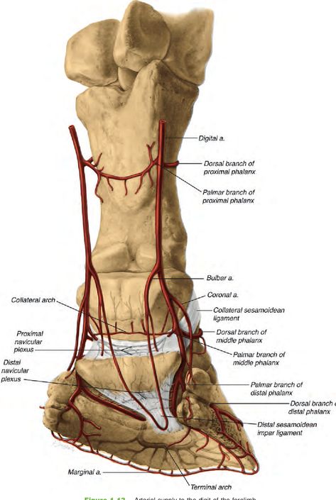 Figure 1.13 from Functional Anatomy of the Equine Musculoskeletal System | Semantic Scholar Vet Anatomy, Functional Anatomy, Veterinarians Medicine, Equine Anatomy, Equine Massage, Vet Life, Equine Veterinary, Veterinary Surgery, Horse Lessons