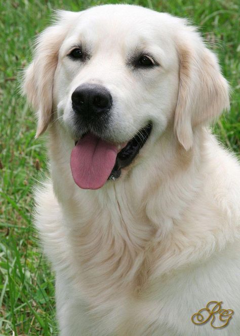 Explore our internet site for even more relevant information on "golden retriever pups". It is an exceptional location for more information. White Retriever, English Golden Retrievers, Chien Golden Retriever, Puppy Obedience Training, Akc Breeds, Golden Retriever Funny, Positive Dog Training, Labrador Retriever Puppies, Golden Retriever Puppy