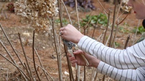 How To Prune Limelight Hydrangea, When To Trim Hydrangea Bushes, Little Lime Hydrangea, Limelight Hydrangeas, Strawberry Hydrangea, Pruning Hydrangeas, Hill Landscape, Hydrangea Tree, Large Hydrangea