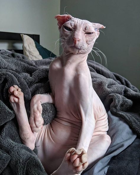 Cute Hairless Cat, Ugly Cat, Filmy Vintage, Sphinx Cat, Dream's Cat, Hairless Cat, Sphynx Cat, Silly Animals, Cat Accessories