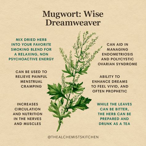 Mugwort (Artemisia vulgaris) is an herb of the world! Native to Europe and Asia, but with a naturalized domain widespread enough to include every continent, it grows wild and abundantly in sunny places with disturbed soil—no stranger to cracks in city sidewalks, fields, forests, coastal habitats, and gardens. Magickal Herbs, Witch Herbs, Medical Herbs, Magia Das Ervas, Magic Herbs, Magical Herbs, Herbal Recipes, Herbal Apothecary, Natural Healing Remedies