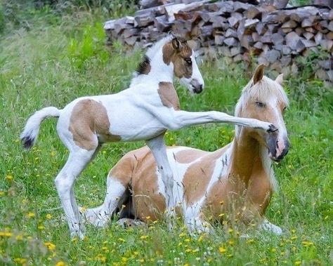 American Paint Horse, Horse Anatomy, Horse Inspiration, Horse Aesthetic, Interesting Animals, Baby Horses, Arabian Horses, Pretty Animals, Love Animals