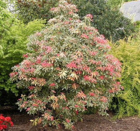 PIERIS japonica 'Flaming Silver' Japanese Pieris, Pieris Japonica, Oregon Garden, Silver Plant, Broadleaf Evergreen, Garden Shrubs, Side Garden, Unusual Plants, Landscaping Plants