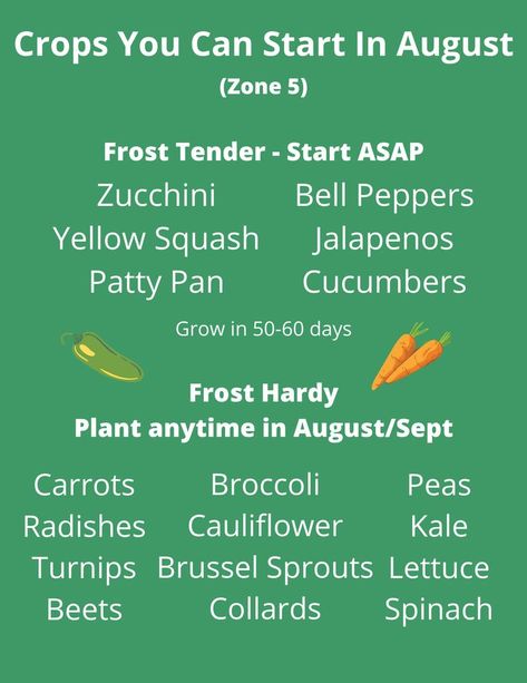 It isn't too late to plant some of your favorite crops! Fall gardens can start now and you can also plant some summer crops that have a quick mature date! Zone 5 Garden, Summer Crops, Garden Homestead, Fall Gardens, Fall Crops, Zone 5, Yellow Pepper, Yellow Squash, Hardy Plants