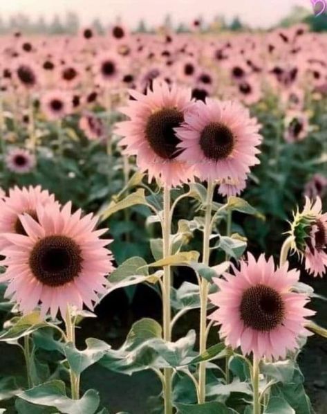 Goth Garden, Midnight Oil, Pink Sunflowers, Cut Flower Garden, Pretty Plants, Flower Farm, Lawn And Garden, Cool Plants, The Ranch