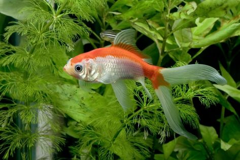 Discover everything about the elegant Comet Goldfish, a captivating single-tailed breed scientifically known as Carassius auratus. Originating in the United States, these fish are enjoyable yet slightly challenging to raise. Our comprehensive guide covers essential aspects like care, tank setup, breeding tips, a balanced diet, and how to prevent potential diseases, ensuring your Comet Goldfish thrives in a healthy environment. Goldfish Breeding, Common Goldfish, Comet Goldfish, Goldfish Tank, Fish Activities, Goldfish Pond, Outdoor Ponds, Grab Food, Different Fish