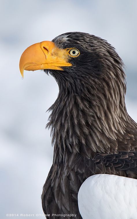 stellar eagle Stellers Sea Eagle, Steller's Sea Eagle, Eagle Portrait, Crane Dance, Snow Monkey, Eagle Images, Sunrise Colors, Sea Eagle, Eagle Pictures