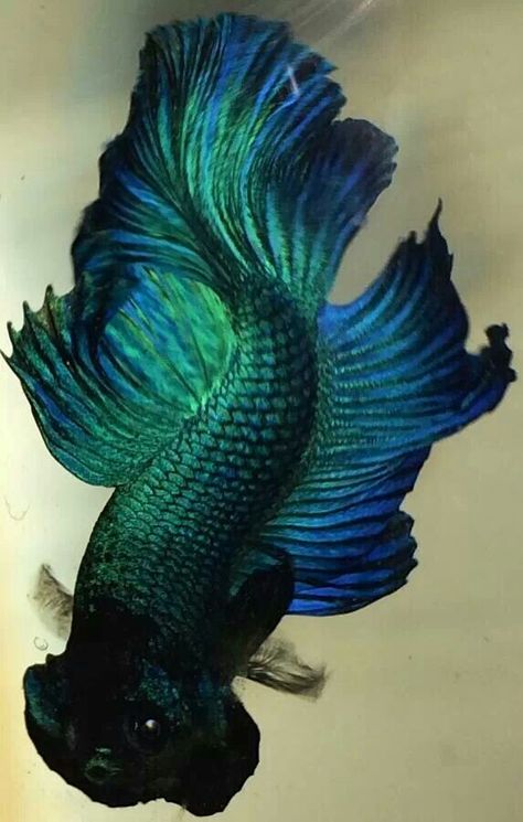 Blue green plakat bred by Jay Loo Siamese Fighter Fish, Fighter Fish, Betta Fish Types, Green Fish, Betta Fish Tank, Beta Fish, Beautiful Sea Creatures, Pet Fish, Exotic Fish