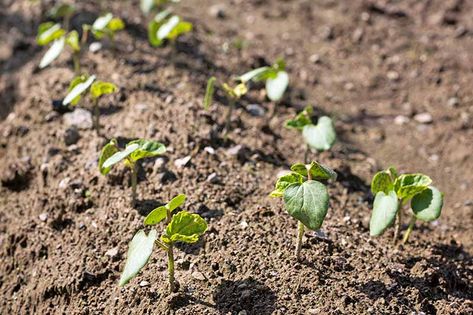 Okra Growing, Grow Okra, Starting Seeds Inside, Growing Okra, Okra Plant, Garden Tricks, Okra Seeds, Growing Zucchini, Growing Peas