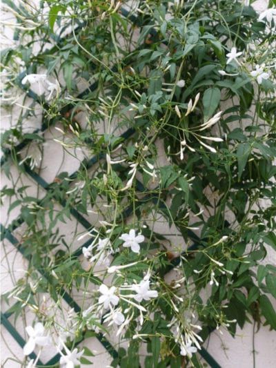 Tips & Information about Jasmine - Gardening Know How Jasmine Climber, Climber Plants, Jasmine Vine, Vine Trellis, Wall Trellis, Pink Jasmine, Climbing Flowers, Jasmine Plant, Outdoor Trellis