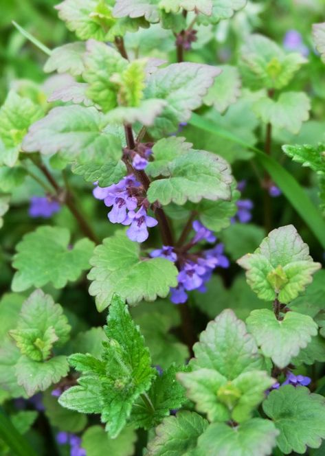 Growing Catnip, Repel Mosquitos, Catnip Plant, Voodoo Hoodoo, Mosquito Repelling Plants, Perennial Herbs, Natural Insect Repellant, Herbaceous Perennials, Hardy Perennials