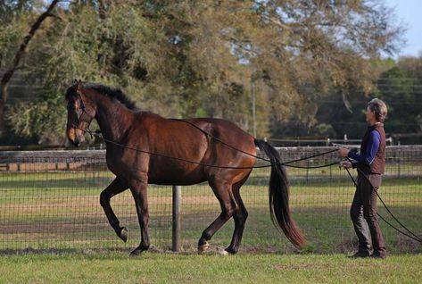 How To Motivate Your Horse Ground Work For Horses, English Horses, Dressage Exercises, Equestrian Dressage, Dressage Training, How To Motivate, Natural Horsemanship, English Horse, Horse Training Tips