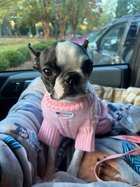 Puppy Boston Terrier, Dog Boston Terrier, Boston Terrier In Clothes, Boston Terrier Aesthetic, Boston Terrier Puppy Aesthetic, Angry Dog, Boston Terrier Funny, Boston Terrier Lover, Tiny Puppies