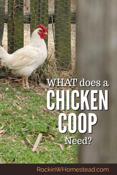 Trampoline Chicken Coop, Chicken Coop Blueprints, Chicken Coop Ideas, Urban Chicken Farming, Raising Turkeys, Laying Chickens Breeds, Baby Chicks Raising, Best Egg Laying Chickens, Laying Chickens