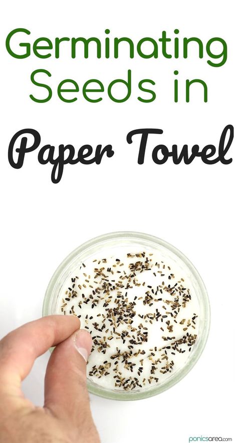 Germinating Seeds in Paper Towel Crochet Unpaper Towels, Bell Pepper Seeds Paper Towel, Germinate Seeds Paper Towel, Germinating Seeds Indoors Paper Towels, Germinating Seeds Indoors, Making Reusable Paper Towels, Sewing Reusable Paper Towels, Germinating Seeds, Seed Starting Soil