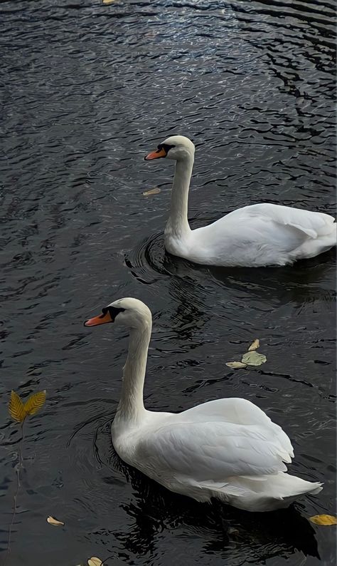 Doves Aesthetic, Divine Wallpaper, Swan Photos, Swan Wallpaper, Lofi Aesthetic, Bird & Wildlife Houses, Grid Wallpaper, Water Aesthetic, Original Iphone Wallpaper