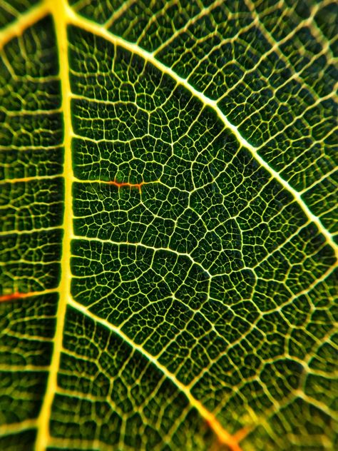 Plant Macro Photography, Leaf Macro Photography, Macro Aesthetic, Super Macro Photography, Macro Wallpaper, Extreme Macro Photography, Abstract Macro Photography, Macro Nature Photography, Macro Photography Abstract