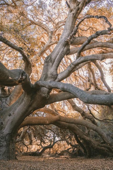 No Spiritual Surrender The Great Oak, a sacred tree known as Wi’áaşal by Pechanga people, is recognized as the largest naturally grown indigenous coast live oak (Quercus agrifolia) in the Western US. Its trunk is over 20' in circumference, & the above-ground portion of the tree is nearly 100' tall. Wi’áaşal’s largest branches reach the ground, supporting the tree’s weight & creating a shelter for countless people & animals. The Great Oak is over 1,000 yrs old. Spiritual Surrender, Coast Live Oak, Live Oak Trees, Sacred Tree, Western United States, People And Animals, Oak Trees, Live Oak, Oak Tree