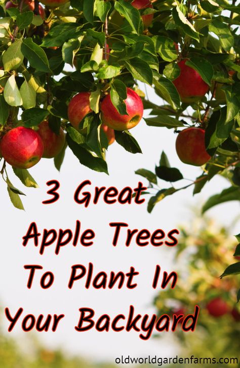 3 great apple trees that you should plant in your backyard!  #apple #appletree #trees #landscaping #homesteading #gala #Arkansasblack #honeycrisp #oldworldgardenfarms.com Planting An Apple Tree, Backyard Apple Tree Landscaping, Apple Tree In Backyard, Apple Trees Backyard Landscaping, Gala Apple Tree, Backyard Apple Tree, Apple Trees Backyard, Apple Tree Landscaping, Honey Crisp Apple Tree