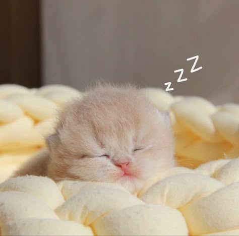 #CutestWhiteCats #CuteNamesForWhiteCats #CuteBlackAndWhiteCats #CutestWhiteCatBreeds #CutestHouseCats #CutestGreyCats #CutestWhiteCatNames #CutestWhiteKitten #CuteWhiteCatsAndKittens #CuteWhiteCatAnime #CuteWhiteCatAesthetic #CuteWhiteCatArt #CuteCatsWhiteAndGrey #CuteCatWhiteAndBlack #CuteWhiteAnimeCatGirl #CuteWhiteCatsBreeds #CuteWhiteCatBaby #CuteWhiteCatBlueEyes #CuteWhiteCatNames #CuteWhiteCatBackground #CuteWhiteCatBoyNames #CuteWhiteCatBabyGirl #CuteWhiteCatBed #CuteWhiteBlackCats Funny Looking Cats, Cute Small Animals, Cats Photos, Cute Little Kittens, Silly Cats Pictures, Adorable Kitten, Cute Cat Wallpaper, Cute Cats Photos, Little Kittens