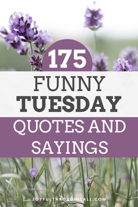 funny motivational quotes for tuesday for a happy Tuesday Quotes For Tuesday, Funny Tuesday Quotes, Funny Tuesday, Inspirational Funny, Funny Motivational Quotes, Tuesday Quotes, Daily Journal Prompts, Inspirational Humor, Tuesday Motivation