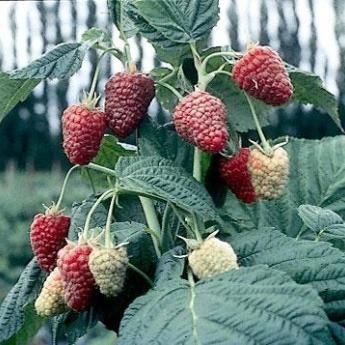 Thornless Raspberries Zone 5 Plants, Raspberry Plant, Raspberry Trellis, Growing Raspberries, Raspberry Plants, Berry Garden, Berry Plants, Hummingbird Flowers, Growing Succulents