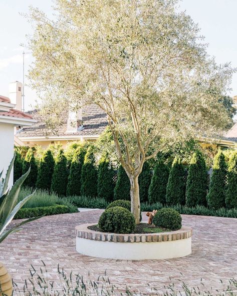 Andrew Panton on Instagram: “Prahran project : This spectacular established Olive tree was sourced as the centre piece for the front garden” Olive Tree Centrepiece Wedding, Pleached Olive Tree Hedge, Fragrant Tea Olive Tree, Olive Orchard, Artificial Olive Tree Uk, Olive Tree, Centre Pieces, Garden Center, Front Garden