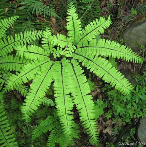 Aleutian Maidenhair, Northern Maidenhair Fern, Western Maidenhair: Adiantum aleuticum (Synonyms ... Adiantum Pedatum, Fern Seeds, Maiden Hair, Maidenhair Fern, Ferns Garden, Garden Site, Pot Plants, Plant Delivery, Tiny Plants