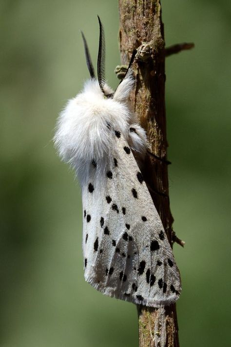 White Ermine Moth by Barry Cook White Ermine, Cute Moth, Lunar Moth, Cool Insects, Moth Caterpillar, Beautiful Bugs, Luna Moth, Creepy Crawlies, Arthropods